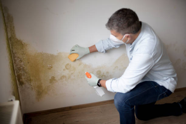 Environmental Consulting for Mold Prevention in Independence, WI