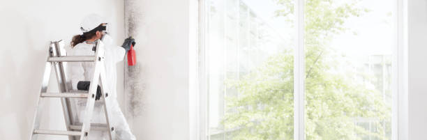 Best Mold Removal for HVAC Installations  in Independence, WI
